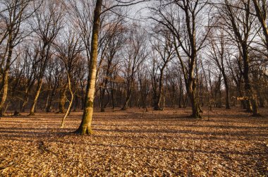 Kış orman günbatımı zaman güzel manzara. Puslu ölü sonbahar ormanda güneş ışığı. Azerbaycan Qəbələ İsmayıllı. Topçu orman