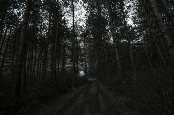 Horror Concept. Spooky foggy pine forest at night. Azerbaijan Sheki — Stock Photo, Image