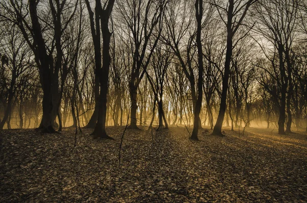 Hermoso paisaje de bosque de invierno al atardecer. Luz solar en el nebuloso bosque otoñal muerto. Azerbaiyán Gabala Ismailli. Bosque de Topchu — Foto de Stock