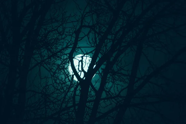 Paisaje misterioso nocturno en tonos fríos - siluetas de las ramas desnudas del árbol contra la luna llena y el cielo nocturno nublado dramático — Foto de Stock