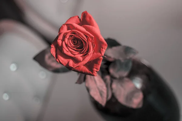 Uma rosa vermelha molhada em vaso em fundo branco borrado. Efeitos seletivos da lente de foco — Fotografia de Stock