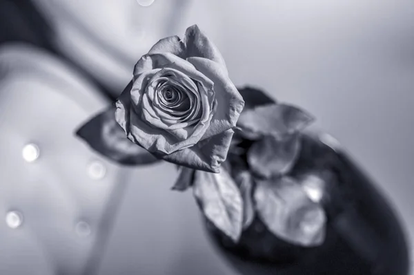 Uma rosa vermelha molhada em vaso em fundo branco borrado. Efeitos seletivos da lente de foco escala de cinza — Fotografia de Stock