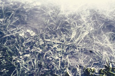 Çimlerin ve bitkilerin sualtı görüntüsü temiz sularda yüzey altı baloncukları ve yansımaları ile birlikte..