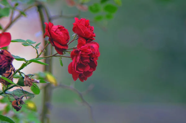 详细的红玫瑰灌木作为花卉背景。在高加索的红玫瑰的近距离观察。阿塞拜疆 — 图库照片