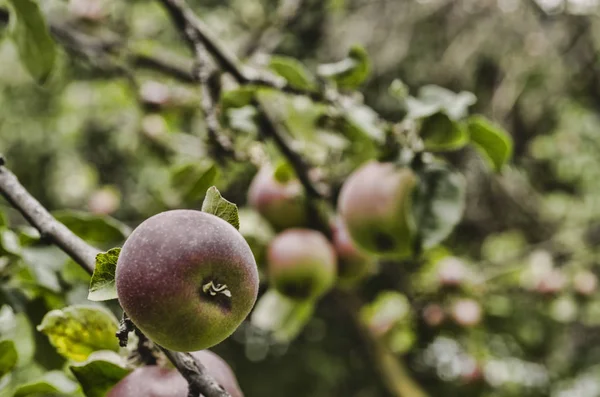 Zielone jabłka na gałęzi gotowe do zbioru, na zewnątrz, Selektywny fokus. Azerbejdżan — Zdjęcie stockowe
