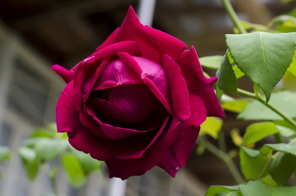 Detalle de rosas rojas arbusto como fondo floral. Vista de cerca de rosas rojas en el Cáucaso. Azerbaiyán — Foto de Stock