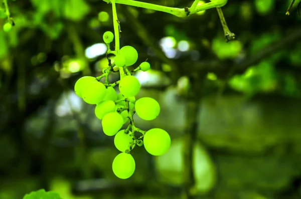 Uvas y hojas verdes borrosas suaves sobre el fondo de la vid de la uva — Foto de Stock