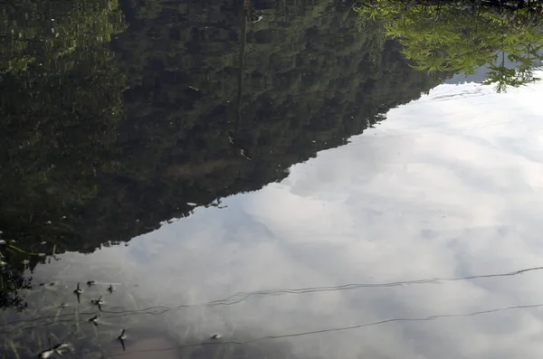 Plan sous-marin d'herbe et de plantes immergées dans l'eau claire avec beaucoup de bulles d'air et de réflexion sur le sous-sol. — Photo