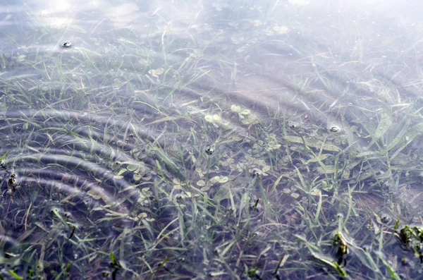 Onderwateropname van gras en planten ondergedompeld in helder water met veel luchtbellen en reflectie op ondergrond. — Stockfoto