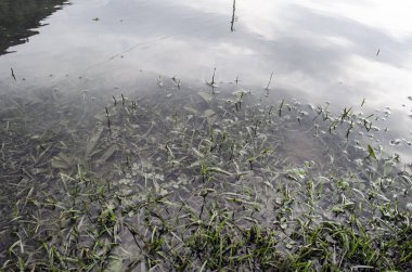 Çimlerin ve bitkilerin sualtı görüntüsü temiz sularda yüzey altı baloncukları ve yansımaları ile birlikte..