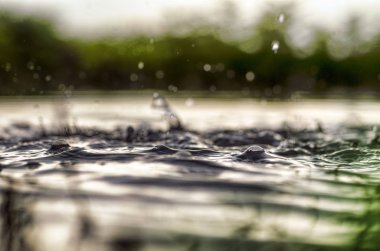 Çimlerin ve bitkilerin sualtı görüntüsü temiz sularda yüzey altı baloncukları ve yansımaları ile birlikte..