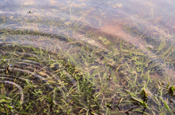 Υποβρύχια λήψη χόρτου και φυτών βυθισμένα σε καθαρό νερό με πολλές φυσαλίδες αέρα και αντανάκλαση στην επιφάνεια του υπεδάφους. — Φωτογραφία Αρχείου