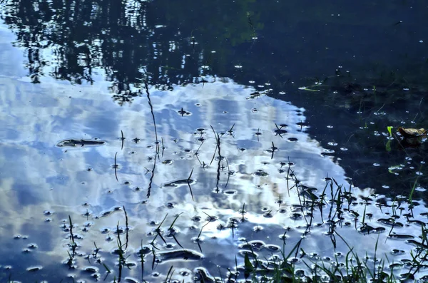 Onderwateropname van gras en planten ondergedompeld in helder water met veel luchtbellen en reflectie op ondergrond. — Stockfoto