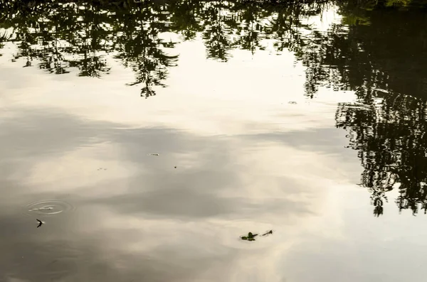 Onderwateropname van gras en planten ondergedompeld in helder water met veel luchtbellen en reflectie op ondergrond. — Stockfoto