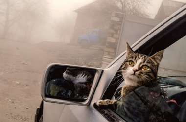 Kış sisli zamanında araba pencereden kafa kedi. Azerbaycan seyahat eden kedi Linza