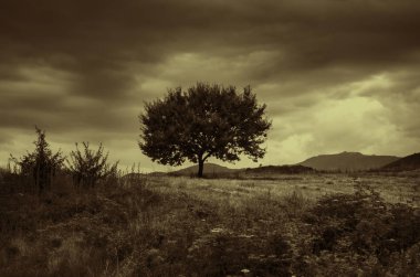 Gün batımında mavi gökyüzü karşı yalnız ağaç. gün batımı arpa alan Azerbaycan köyde yalnız bir ağaca, yaz yatay