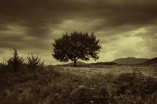 Osamělý strom proti modré obloze při západu slunce. letní krajina s osamělý strom při západu slunce obilí ve vesnici Ázerbájdžán — Stock fotografie
