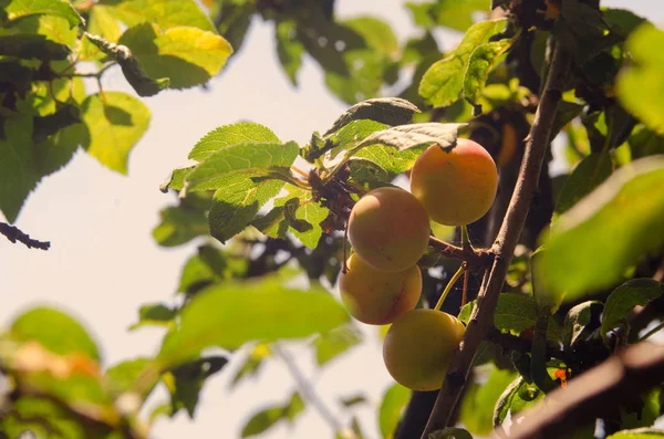 Cherry plum w Sad owocowy. Żółty jagody dojrzewają na gałęzi drzewa owocowe. — Zdjęcie stockowe