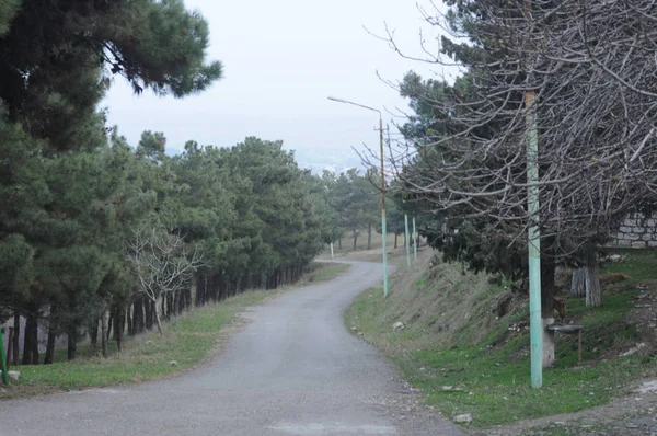 Estrada à terra na aldeia no campo de inverno a luz solar da noite. momento rural atmosférico. Estrada de asfalto rural com pinheiros. Gazaque Azerbaijão — Fotografia de Stock