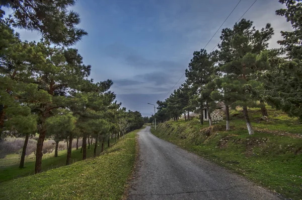 Pozemní cesta ve vesnici v zimní krajině večerní slunce. atmosférické venkovských okamžik. Rural asfaltové silnici s borovicemi. Gazakh Ázerbájdžánu — Stock fotografie