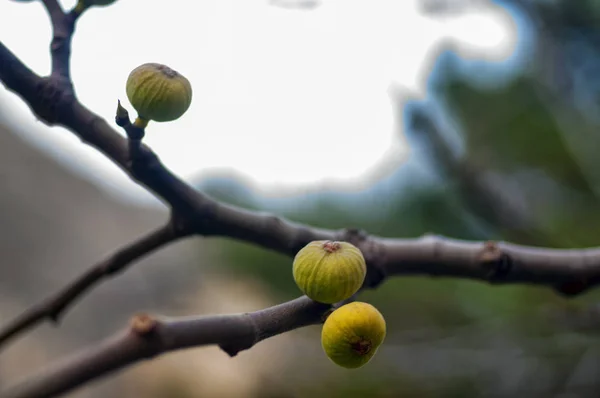 Os pequenos figos em um ramo na primavera fecham a vista. Foco seletivo — Fotografia de Stock