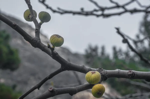 Os pequenos figos em um ramo na primavera fecham a vista. Foco seletivo — Fotografia de Stock