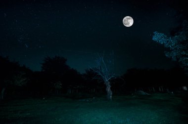 Dağ yolu ormandaki bir dolunay gecesi. Moon ile koyu mavi gökyüzünün doğal gece manzarası. Azerbaycan. Uzun çekim fotoğraf