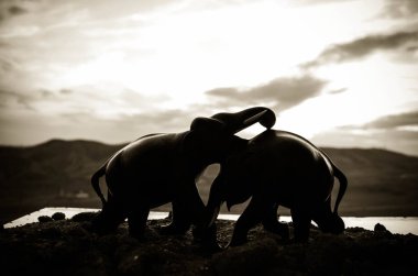 İki fil boğa etkileşim ve play mücadele ederken iletişim.