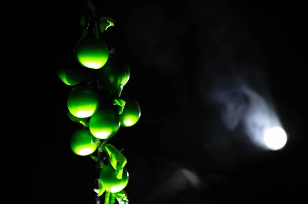 Ramo com ameixa cereja verde (Alycha) fechar em um fundo escuro com efeito de fumaça. Hora da Primavera — Fotografia de Stock