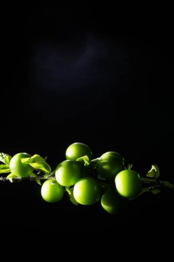 Şube Yeşil Kiraz eriği (Alycha) ile yakın duman etkisi ile karanlık bir arka plan üzerinde. Bahar zamanı