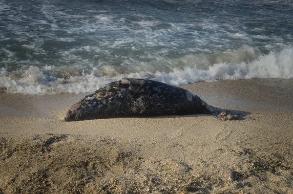 Elhullott halakat a strandon. Víz szennyezés fogalmát Kaszpi-tenger — Stock Fotó