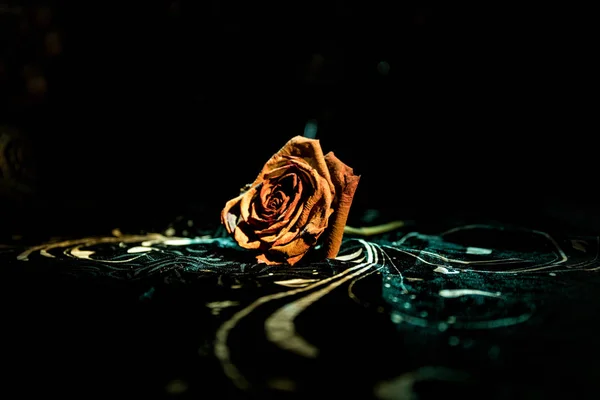 Una rosa marchita significa amor perdido, divorcio, o una mala relación, rosa muerta sobre fondo oscuro con humo — Foto de Stock
