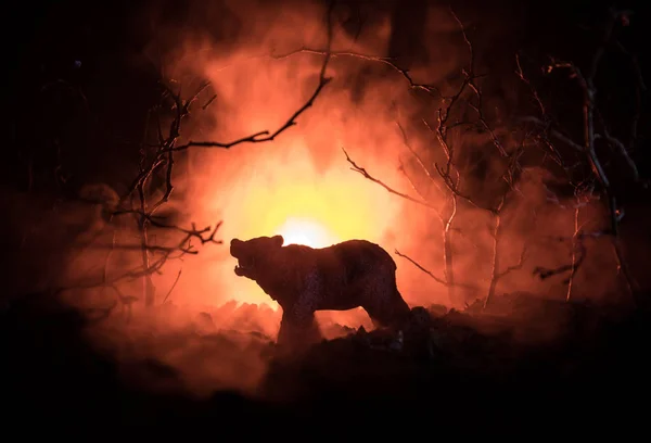 Angry bear behind the fire cloudy sky. The silhouette of a bear in foggy forest dark background. Selective focus — Stock Photo, Image