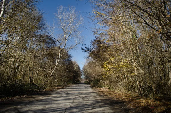 Landscape of asphalt road going off into the mountain passes through the trees, villages and forest places. or rural places of Azerbaijan at sunset. Winter time — Stock Photo, Image