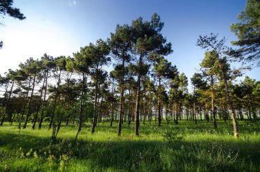 Gün batımı veya orman ortamındaki gündoğumu. Doğal güneş ışığı ile güneş güneş ve güneş ışınları yaz ormandaki orman ağaçları ile. Güzel doğal görünümü.