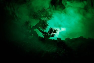 Dolunay arka plan üzerinde ağaç siluet. Dolunay Japon tarzı ağaç tonda sisli gökyüzü karşı yukarıda rising.