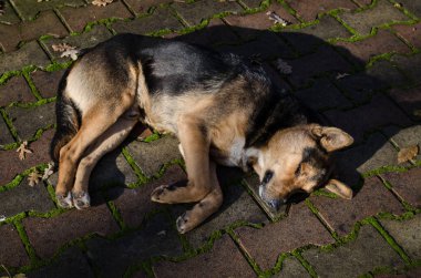 Köpek bir yere tarafında yatıyor. Köpek bir Beyaz çimento katta uyuyor. Açık