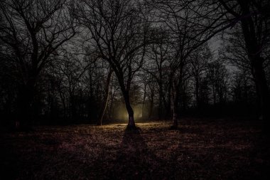 garip ışık gece karanlık bir ormanda. Işık ile karanlık ormanın içinde duran kişi silüeti. Sis zaman karanlık gece ormanda. Gerçeküstü gece orman sahne. Korku Cadılar Bayramı kavramı.