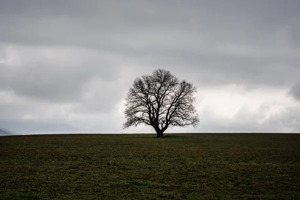 Zimní čas krajiny obraz stromu nebo zelené pole, louku se stromem v zimní době. Zamračená obloha. Ázerbájdžán příroda. Kavkaz — Stock fotografie