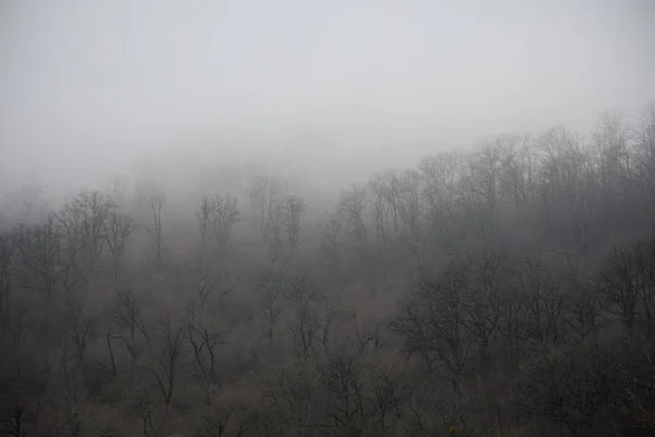 地面に紅葉と神秘的な冬の森を丘や道の森で美しい霧のある風景します。冬の森の中の道。幻想的な雰囲気。アゼルバイジャン — ストック写真