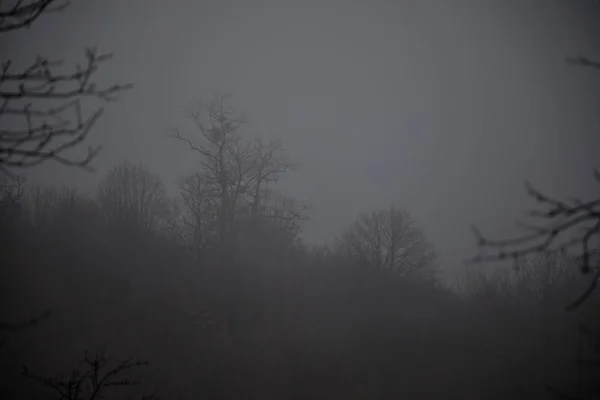 Paisagem com belo nevoeiro na floresta na colina ou Trilha através de uma misteriosa floresta de inverno com folhas de outono no chão. Estrada através de uma floresta de inverno. Ambiente mágico. Azerbaijão — Fotografia de Stock