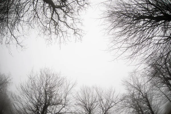 Vista inferior de árboles altos y viejos en el bosque de invierno Cielo azul en el fondo. Azerbaiyán —  Fotos de Stock