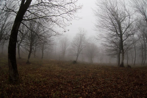 Krajina s krásnou mlha v lese na kopci nebo stezka lesem tajemný zimní s podzimní listí na zemi. Cesta lesem zimní. Magická atmosféra. Ázerbájdžán — Stock fotografie