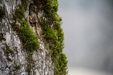 moss yeşil bir ormandaki kökleri üzerinde veya ağaç gövdesi üzerinde moss ile ağacı. Ağaç kabuğu yeşil yosun ile. Azerbaycan doğa.