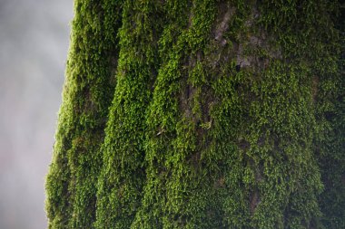 moss yeşil bir ormandaki kökleri üzerinde veya ağaç gövdesi üzerinde moss ile ağacı. Ağaç kabuğu yeşil yosun ile. Azerbaycan doğa.