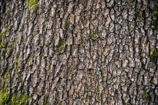 Baum mit Moos an Wurzeln in einem grünen Wald oder Moos am Baumstamm. Baumrinde mit grünem Moos. Azerbaidschanische Natur. — Stockfoto