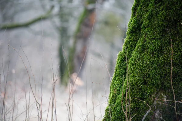 Tree with moss on roots in a green forest or moss on tree trunk. Tree bark with green moss. Azerbaijan nature. — Stock Photo, Image