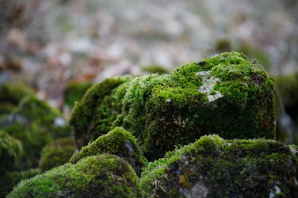 Moosbewachsener Stein. schöner moos- und flechtenbedeckter Stein. helles grünes Moos Hintergrund in der Natur strukturiert. Naturmoos auf Steinen im Winterwald. Azerbaidschan — Stockfoto