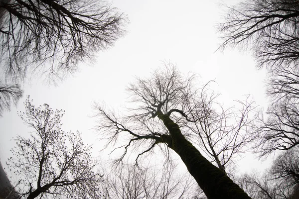 Onderaanzicht van oude bomen in de winter forest blauwe hemel in de achtergrond. Azerbeidzjan — Stockfoto