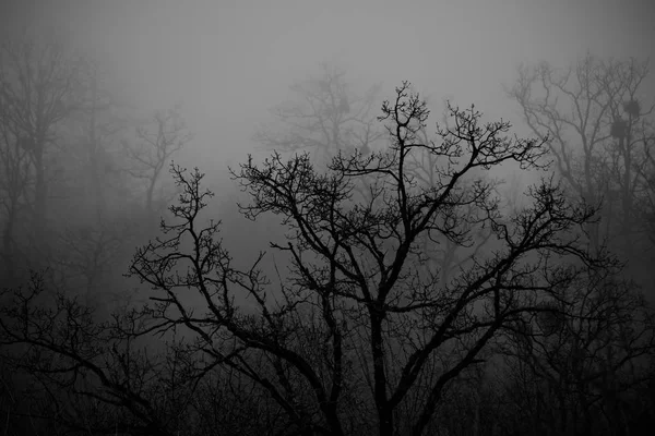 Paisaje con hermosa niebla en el bosque en la colina o sendero a través de un misterioso bosque de invierno con hojas de otoño en el suelo. Camino a través de un bosque de invierno. Ambiente mágico. Azerbaiyán —  Fotos de Stock